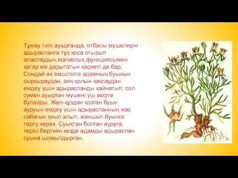 Тұмау тиіп ауырғанда, отбасы мүшелерін адыраспанға тұз қоса отырып аластаудың