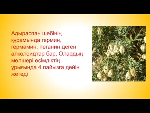 Адыраспан шөбінің құрамында гермин, гермамин, пеганин деген алколоидтар бар. Олардың