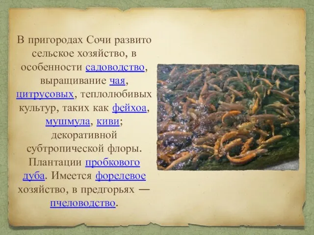 В пригородах Сочи развито сельское хозяйство, в особенности садоводство, выращивание