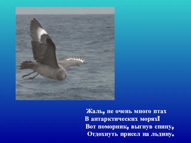 Жаль, не очень много птах В антарктических морях! Вот поморник, выгнув спину, Отдохнуть присел на льдину.