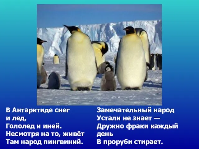 В Антарктиде снег и лед, Гололед и иней. Несмотря на