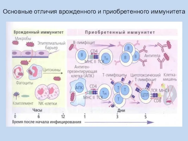 Основные отличия врожденного и приобретенного иммунитета