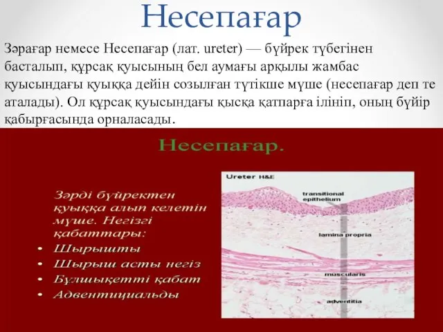 Несепағар Зәрағар немесе Несепағар (лат. ureter) — бүйрек түбегінен басталып,