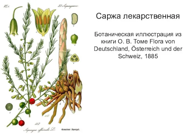 Саржа лекарственная Ботаническая иллюстрация из книги О. В. Томе Flora