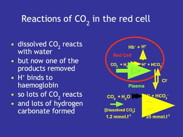 Reactions of CO2 in the red cell dissolved CO2 reacts with water but