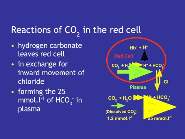 Reactions of CO2 in the red cell hydrogen carbonate leaves red cell in