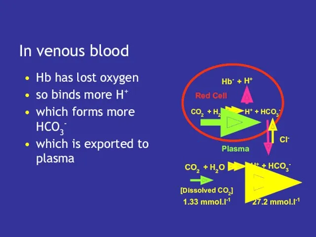 In venous blood Hb has lost oxygen so binds more H+ which forms