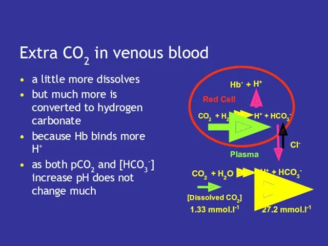 Extra CO2 in venous blood a little more dissolves but much more is
