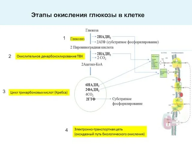 Этапы окисления глюкозы в клетке 1 2 3 4