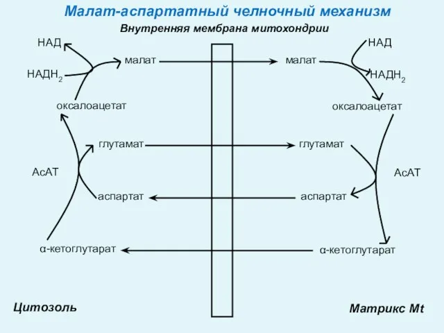 Внутренняя мембрана митохондрии Цитозоль Матрикс Mt малат малат оксалоацетат оксалоацетат