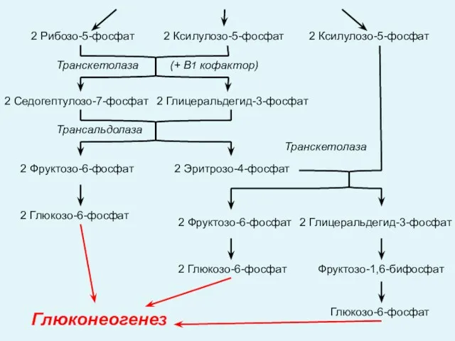 2 Рибозо-5-фосфат 2 Ксилулозо-5-фосфат 2 Ксилулозо-5-фосфат 2 Седогептулозо-7-фосфат 2 Глицеральдегид-3-фосфат