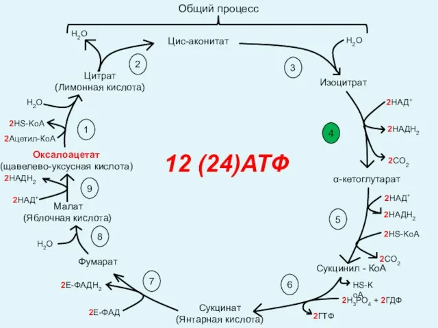 Оксалоацетат (щавелево-уксусная кислота) Цитрат (Лимонная кислота) Цис-аконитат Общий процесс Изоцитрат