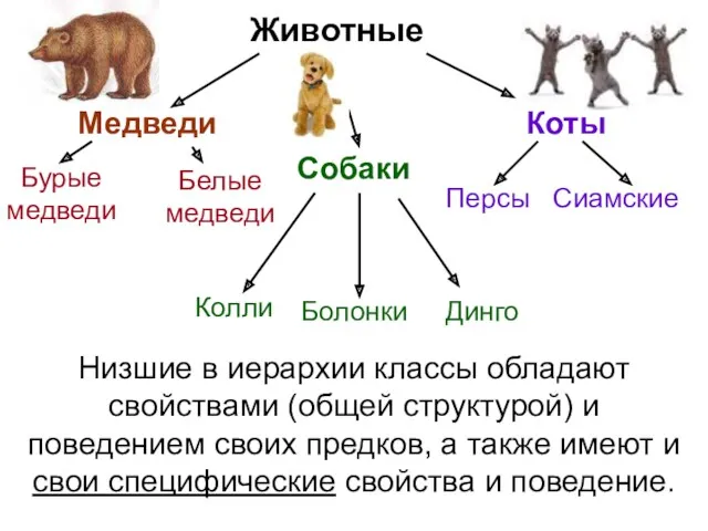 Животные Низшие в иерархии классы обладают свойствами (общей структурой) и поведением своих предков,