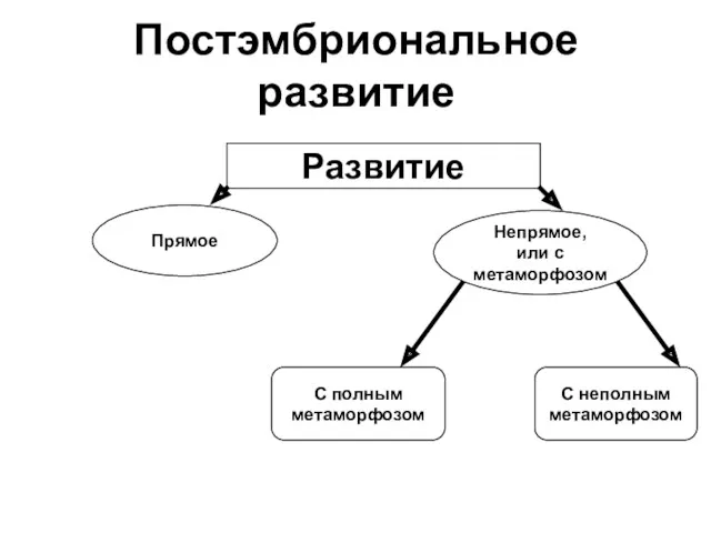 Постэмбриональное развитие Развитие Прямое Непрямое, или с метаморфозом С полным метаморфозом С неполным метаморфозом