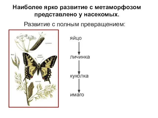 Наиболее ярко развитие с метаморфозом представлено у насекомых. Развитие с полным превращением: яйцо личинка куколка имаго