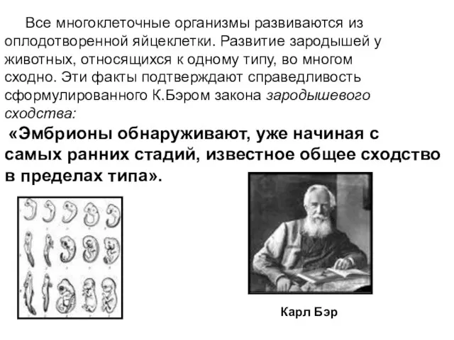 Карл Бэр Все многоклеточные организмы развиваются из оплодотворенной яйцеклетки. Развитие