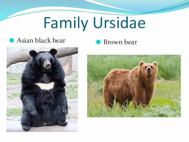 Family Ursidae Asian black bear Brown bear