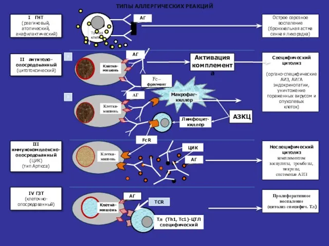 I ГНТ (реагиновый, атопический, анафилактический) Острое серозное воспаление (бронхиальная астма