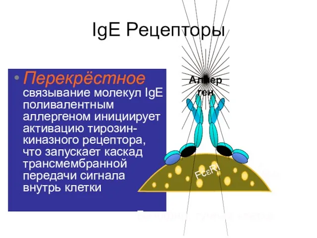 IgE Рецепторы Перекрёстное связывание молекул IgE поливалентным аллергеном инициирует активацию тирозин- киназного рецептора,