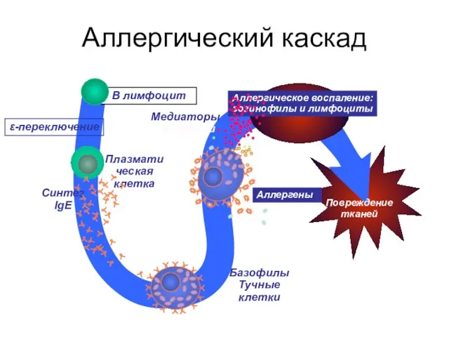 Синтез IgE Плазматическая клетка B лимфоцит ε-переключение Повреждение тканей Аллергическое воспаление: эозинофилы и
