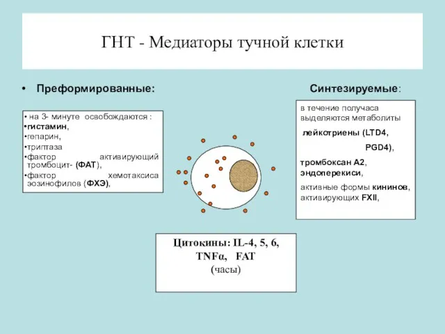 ГНТ - Медиаторы тучной клетки Преформированные: Синтезируемые: на 3- минуте освобождаются : гистамин,