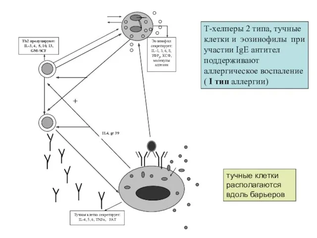 Т-хелперы 2 типа, тучные клетки и эозинофилы при участии IgE антител поддерживают аллергическое