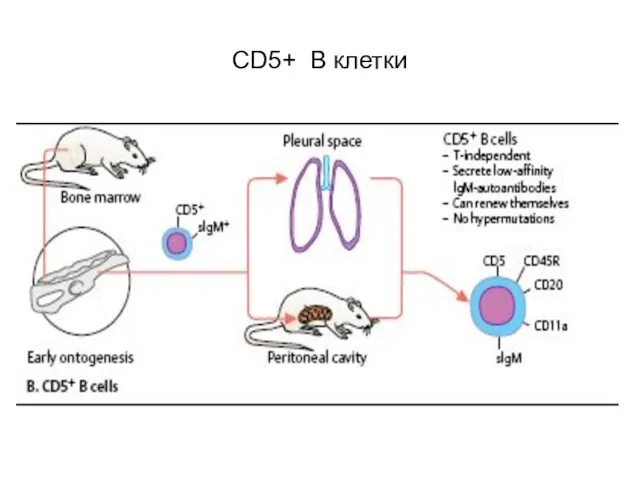 CD5+ B клетки