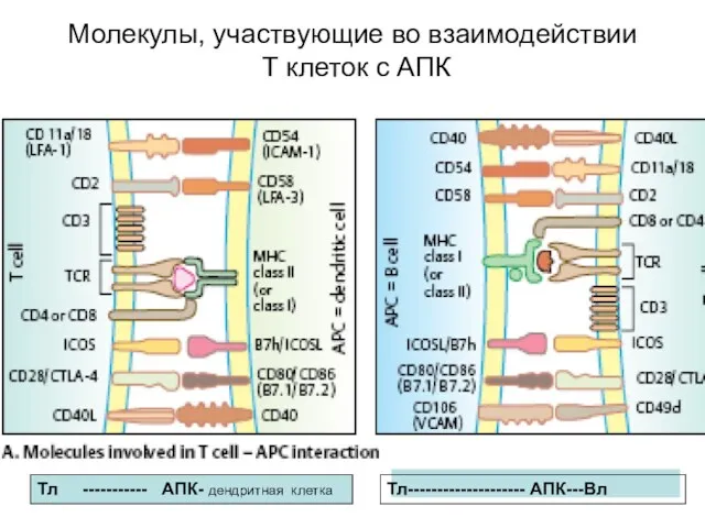 Молекулы, участвующие во взаимодействии Т клеток с АПК Тл ----------- АПК- дендритная клетка Тл-------------------- АПК---Вл