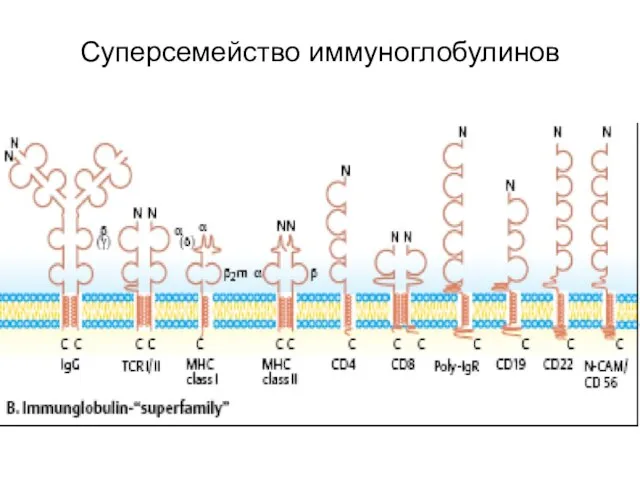 Суперсемейство иммуноглобулинов