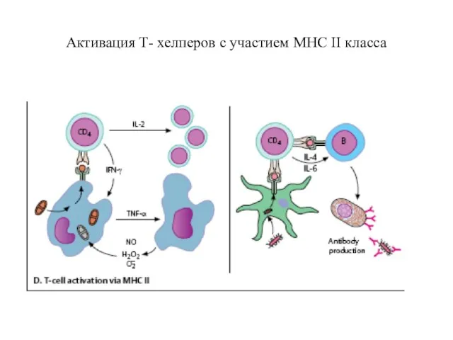 Активация Т- хелперов с участием МНС II класса