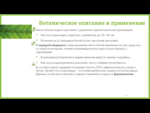 Ботаническое описание и применение Многолетнее водное растение c длинным горизонтальным