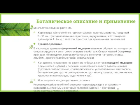 Ботаническое описание и применение Многолетнее водное растение. Корневище жёлто-зелёное горизонтальное,