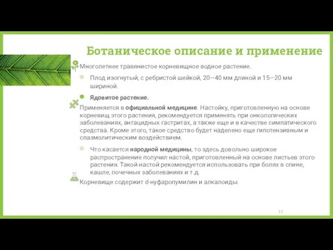 Ботаническое описание и применение Многолетнее травянистое корневищное водное растение. Плод