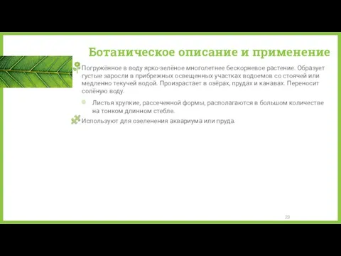 Ботаническое описание и применение Погружённое в воду ярко-зелёное многолетнее бескорневое