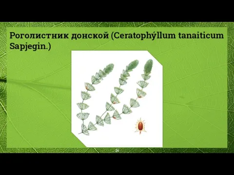 Роголистник донской (Ceratophýllum tanaiticum Sapjegin.)