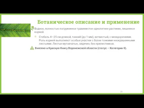 Ботаническое описание и применение Водное, полностью погруженное травянистое однолетнее растение,