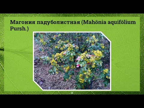 Магония падуболистная (Mahōnia aquifōlium Pursh.)