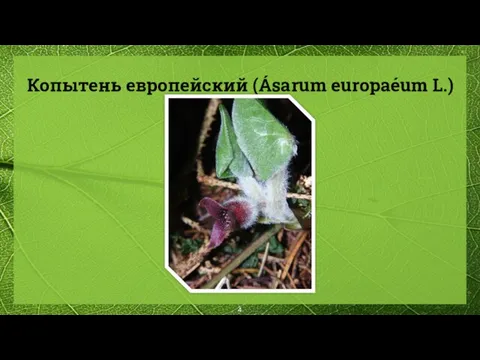 Копытень европейский (Ásarum europaéum L.)