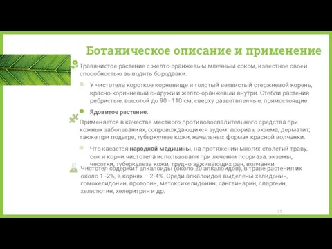 Ботаническое описание и применение Травянистое растение с жёлто-оранжевым млечным соком,