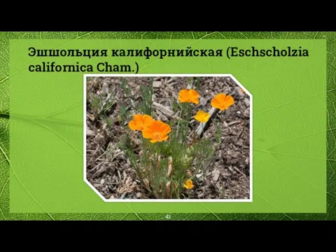 Эшшольция калифорнийская (Eschscholzia californica Cham.)