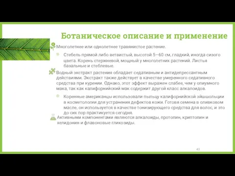 Ботаническое описание и применение Многолетнее или однолетнее травянистое растение. Стебель