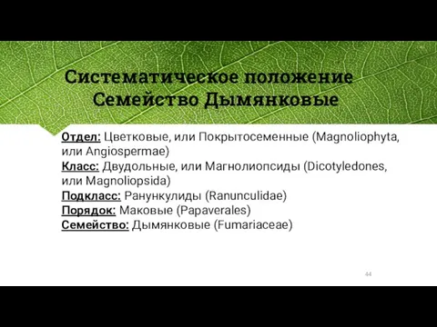 Систематическое положение Семейство Дымянковые Отдел: Цветковые, или Покрытосеменные (Magnoliophyta, или