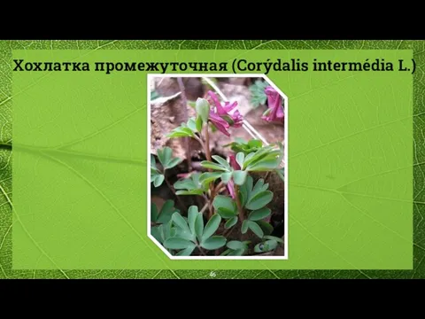 Хохлатка промежуточная (Corýdalis intermédia L.)