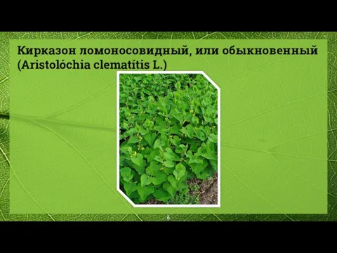 Кирказон ломоносовидный, или обыкновенный (Aristolóchia clematítis L.)