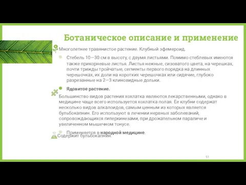 Ботаническое описание и применение Многолетнее травянистое растение. Клубный эфемероид. Стебель