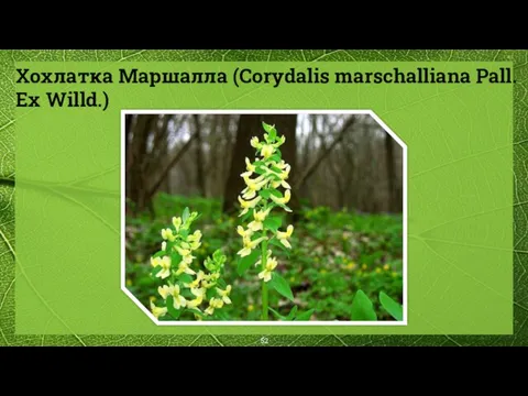 Хохлатка Маршалла (Corydalis marschalliana Pall. Ex Willd.)