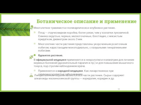 Ботаническое описание и применение Многолетнее травянистое поликарпическое клубневое растение. Плод