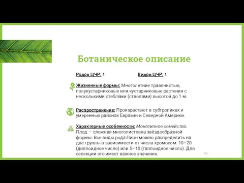 Ботаническое описание Видов ЦЧР: 1 Родов ЦЧР: 1 Жизненные формы: