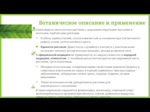 Ботаническое описание и применение Лиановидное многолетнее растение с широкими округлыми