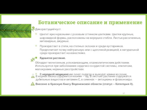 Ботаническое описание и применение Дикорастущий куст. Цветет ярко-красными с розовым